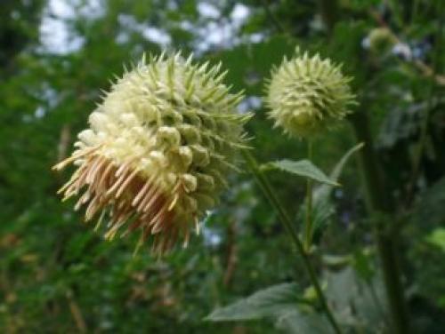 Гибрид персика и яблока. Гибрид сливы, абрикоса и персика