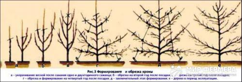 Как посадить грушу осенью пошаговое. Осенняя посадка груши 02 Как посадить грушу осенью пошаговое. Осенняя посадка груши 02
