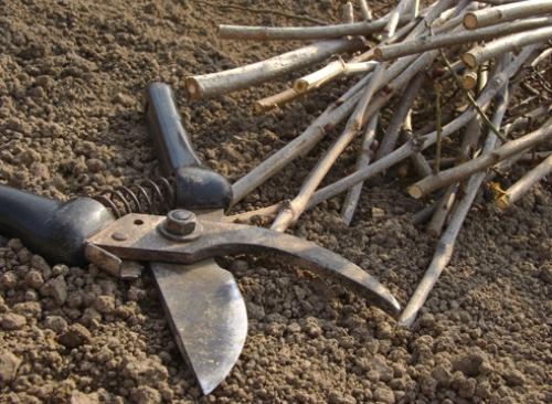 Можно ли прививать яблоню осенью. Что можно использовать в качестве подвоя 01