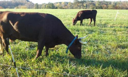 Как правильно подкормить яблоню осенью. Чем лучше подкормить яблоню и грушу осенью для лучшей зимовки и богатого урожая? 09