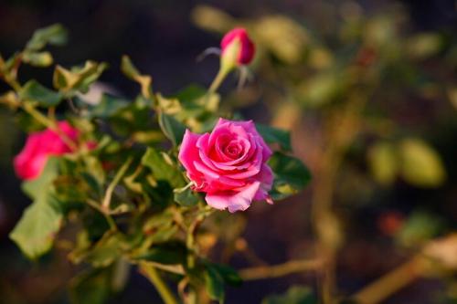 Йод для роз. Раствор из молока и йода против тли на розах