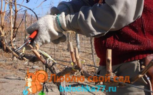 Если не вызрела лоза винограда. Степень и сроки вызревания лозы 06 Если не вызрела лоза винограда. Степень и сроки вызревания лозы 06