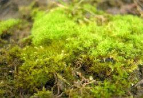 Как избавиться от мха на клумбе. Описание