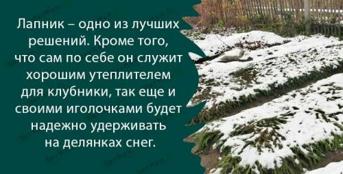 Как готовить клубнику на зиму в огороде. Подготовка клубники к зимнему укрытию