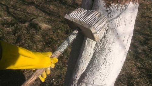 Как подготовить яблоню к побелке. Как побелить яблони весной. Правильная защита деревьев