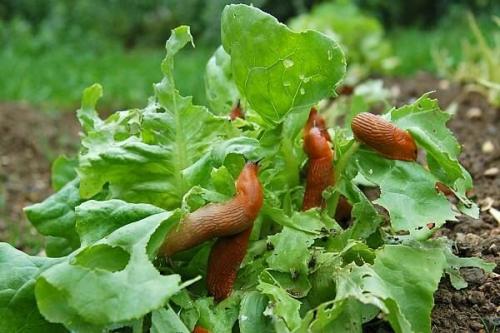 Гусеницы на капусте чем обработать. Как быстро и эффективно обработать капусту от слизней и гусениц