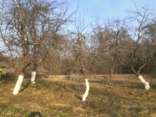 Как подготовить яблоню к побелке. Как побелить яблони весной. Правильная защита деревьев