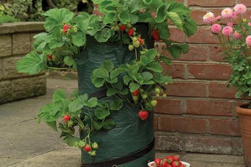 Клубника в мешках из под сахара. Выращивание клубники в мешках – выгодный бизнес