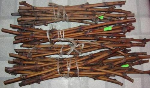 Выращивание винограда в омске из черенков. Хранение чубуков зимой