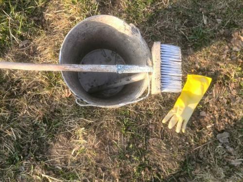 Как подготовить яблоню к побелке. Как побелить яблони весной. Правильная защита деревьев