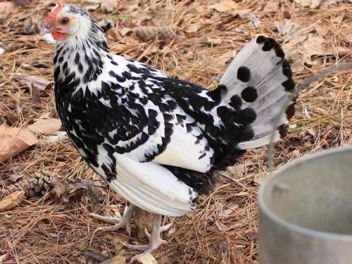 Как правильно подкормить яблоню осенью. Чем лучше подкормить яблоню и грушу осенью для лучшей зимовки и богатого урожая? 10