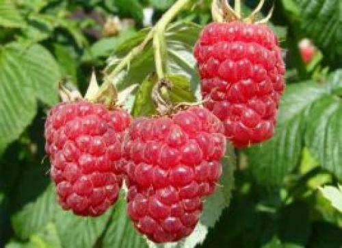 Малина посадка и уход в Подмосковье осенью. Как правильно выращивать и ухаживать за малиной в Подмосковье 06