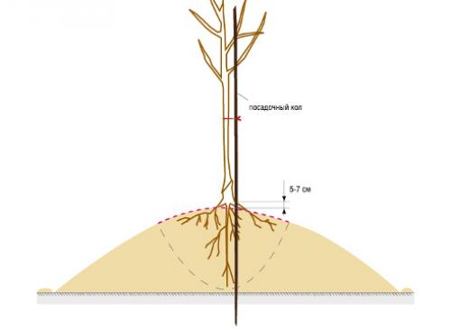 Как правильно посадить яблоню с прививкой. Посадка яблони: как правильно