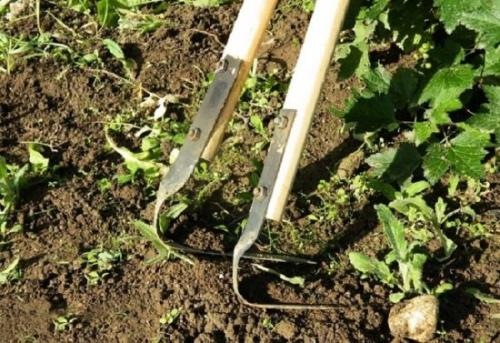 Нужно ли перекапывать огород перед посадкой. Копать или не копать: аргументы «за» и «против» осенней вспашки огорода