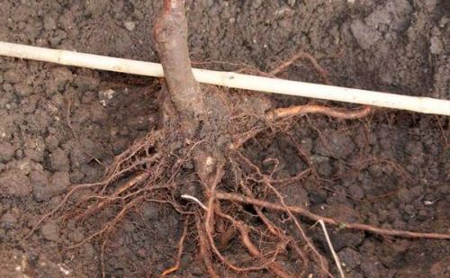 Посадка яблонь осенью в Ленинградской области. Процесс посадки яблони осенью