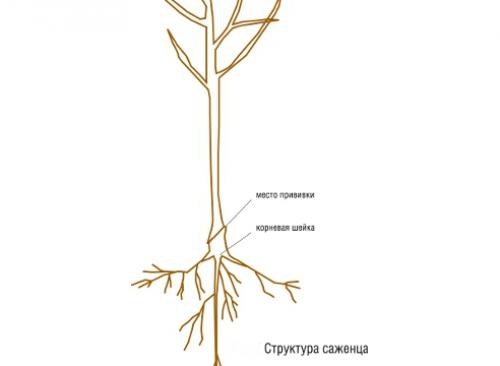 Как правильно посадить яблоню с прививкой. Посадка яблони: как правильно