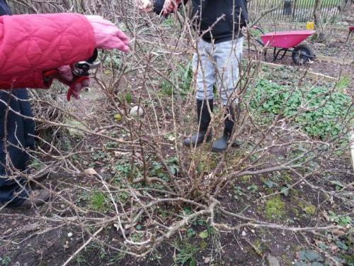 Как осенью ухаживать за крыжовником. Как ухаживать за крыжовником с ранней весны до начала осени 06