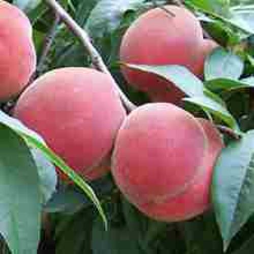 Выращивание персика в средней полосе. Посадка саженцев персика по регионам 03