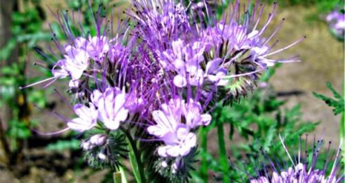 Сидераты осенью. Веселый Урожайник выращивание и уход