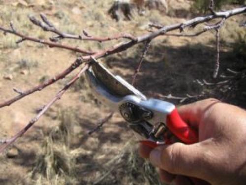 Посадка яблони осенью в Сибири. Особенности посадки яблонь в Сибири