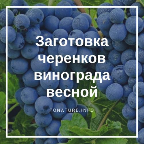 Как правильно нарезать черенки винограда осенью. Как заготовить черенки винограда осенью 01