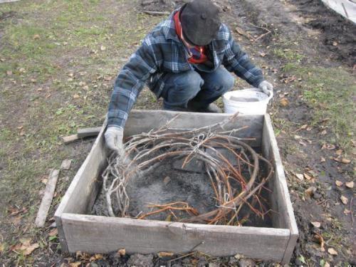 Как уберечь виноград зимой от мышей. Что запрещено делать в процессе избавления от грызунов