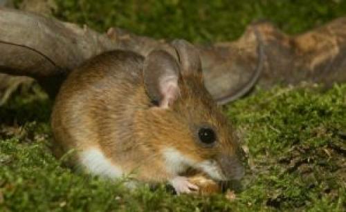 Мыши погрызли кору винограда. Заметили следы мышей возле винограда бейте тревогу