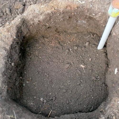 Можно ли осенью посадить виноград. Правила посадки виноградных саженцев 03 Можно ли осенью посадить виноград. Правила посадки виноградных саженцев 03