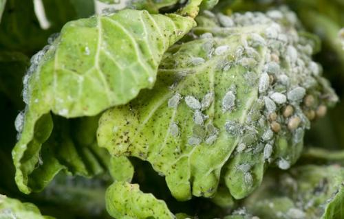 От гусениц на капусте. Чем обрабатывать капусту 04