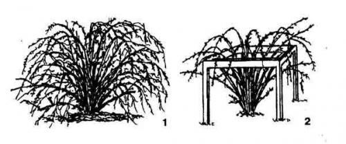 Летняя обрезка смородины и крыжовника. Обрезка смородины и крыжовника осенью