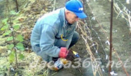 Когда закрывают виноград на зиму. Подготовка кустарника к зимним холодам