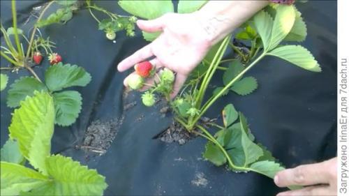 Посадка клубники на агроволокно с капельным поливом. Ошибки при посадке клубники на агроволокно. Органическое земледелие