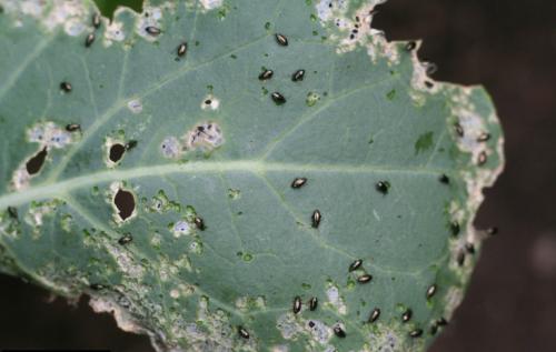 Вредители капусты блошки. Как избавиться от черных блошек на капусте