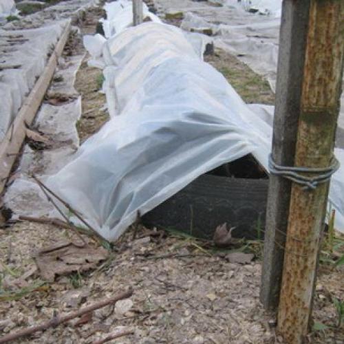 Правила посадки винограда осенью. Как сажать виноград осенью 07 Правила посадки винограда осенью. Как сажать виноград осенью 07