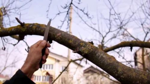 Уход за яблоней осенью. Обработка от болезней и вредителей