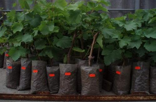 На какой год виноград дает урожай. Когда куст начинает давать урожай?