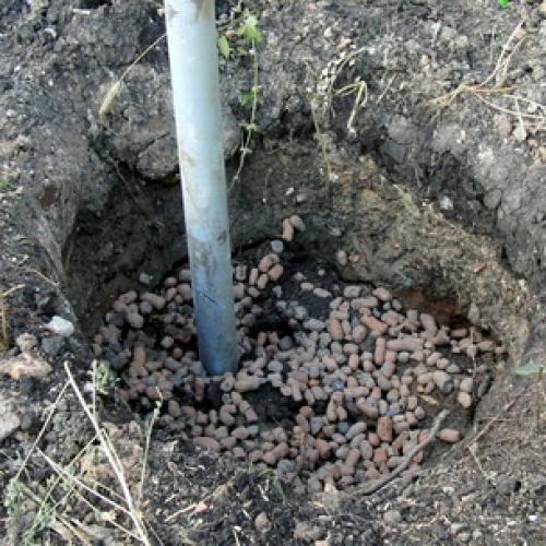 Можно ли осенью посадить виноград. Правила посадки виноградных саженцев 04