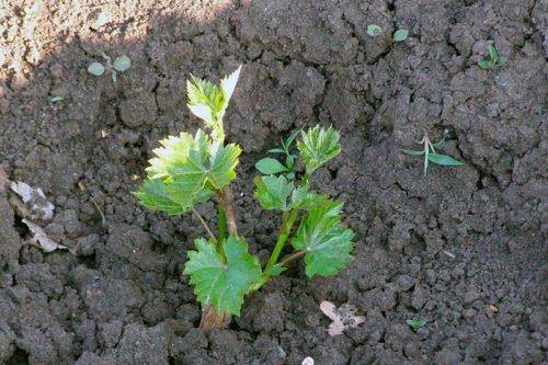 Правила посадки винограда осенью. Как сажать виноград осенью