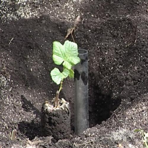 Можно ли осенью посадить виноград. Правила посадки виноградных саженцев 05 Можно ли осенью посадить виноград. Правила посадки виноградных саженцев 05