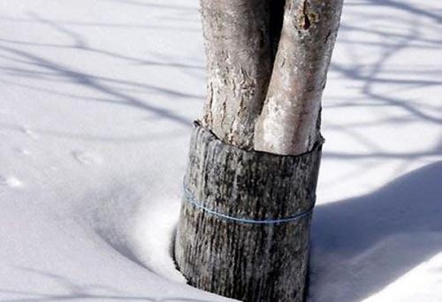 Как укрывать яблоню на зиму пластиковыми бутылками. Материалы для укрытия яблонь на зиму