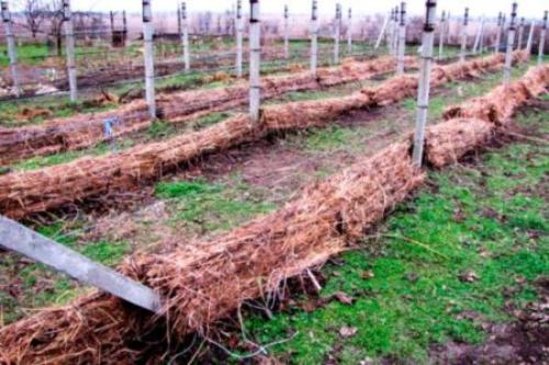 Как укрыть виноград на зиму в белгородской области. Процедура укрытия винограда