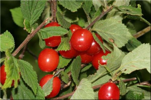 Войлочная вишня размножение. Размножение войлочной вишни зелеными черенками