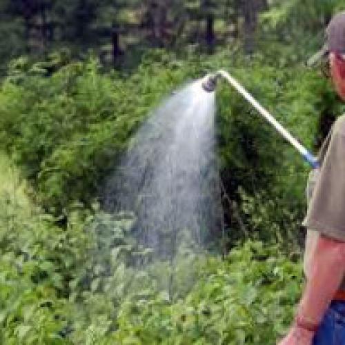 Как часто поливать малину в жару. Сколько нужно поливать малину