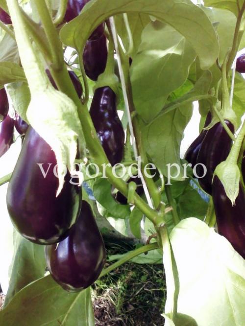 Что посадить на даче в Ленинградской области. Выращивание перцев и баклажанов в Ленинградской области