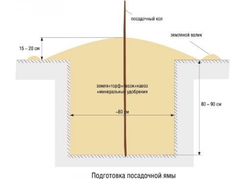 Как правильно посадить яблоню с прививкой. Посадка яблони: как правильно