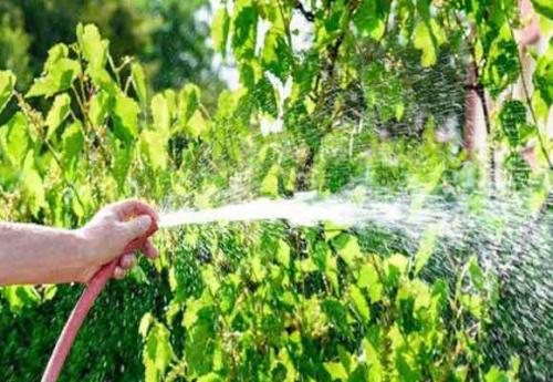 Виноград осенью. Какие работы необходимо провести осенью