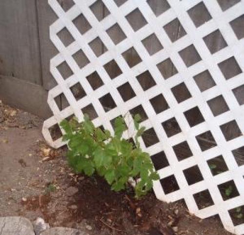 Как правильно нарезать черенки винограда осенью. Как заготовить черенки винограда осенью 04