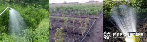 Как поливать малину летом. Как нужно поливать малину 03