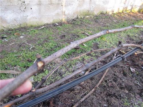 Как уберечь виноград зимой от мышей. Что запрещено делать в процессе избавления от грызунов