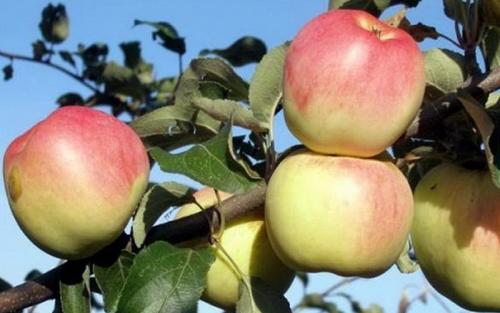 Посадка яблони осенью в Сибири. Особенности посадки яблонь в Сибири